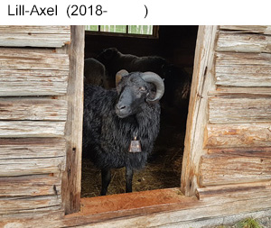 Lill-Axel fodd 2018.jpg